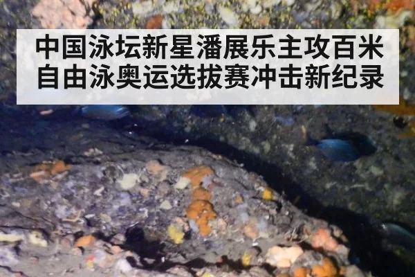 中国泳坛新星潘展乐主攻百米自由泳奥运选拔赛冲击新纪录
